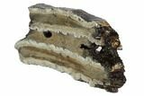 Mammoth Molar Slice With Case - South Carolina #95265-2